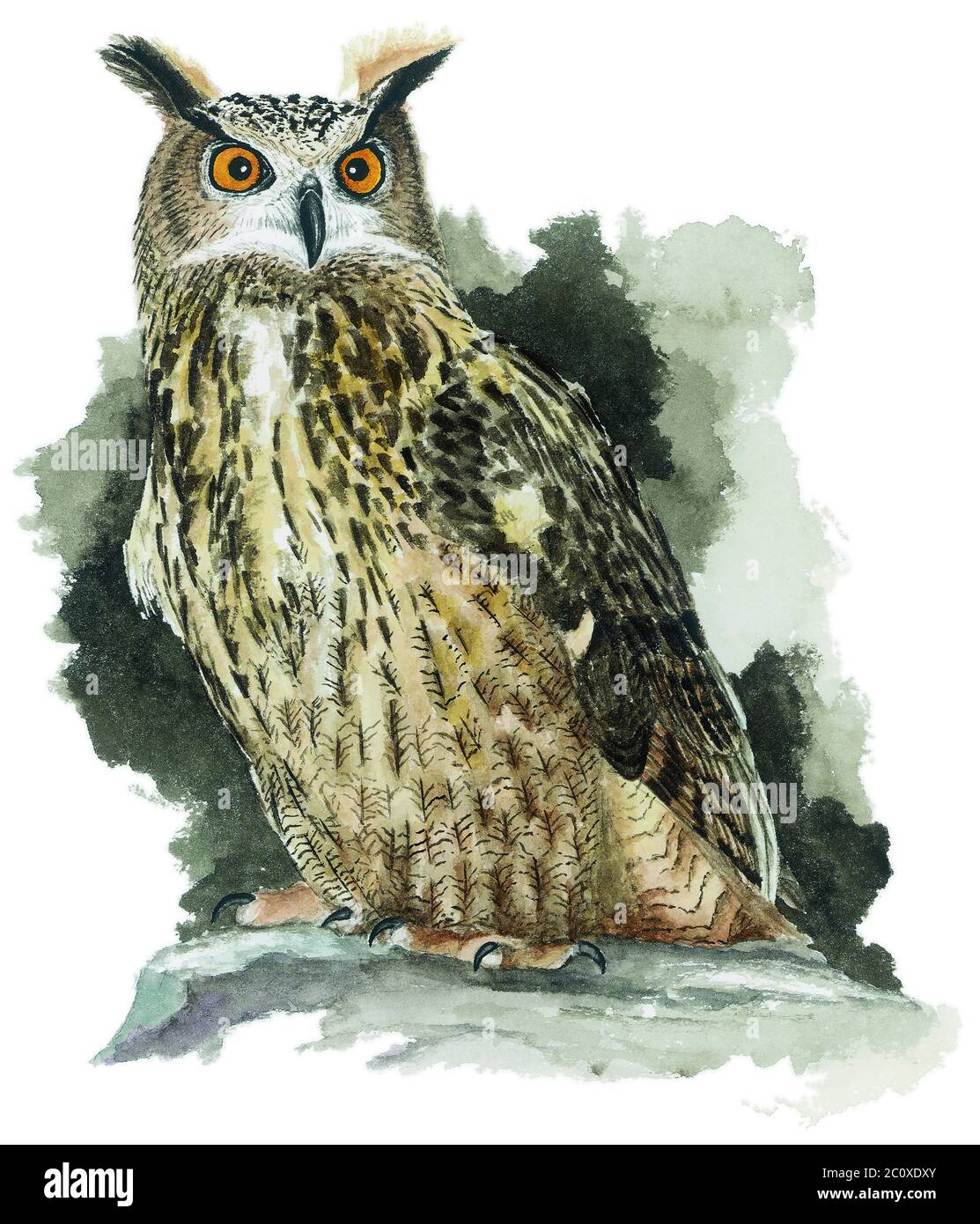 Eurasische Adlereule (Bubo bubo) auf einem Ast Stockfoto