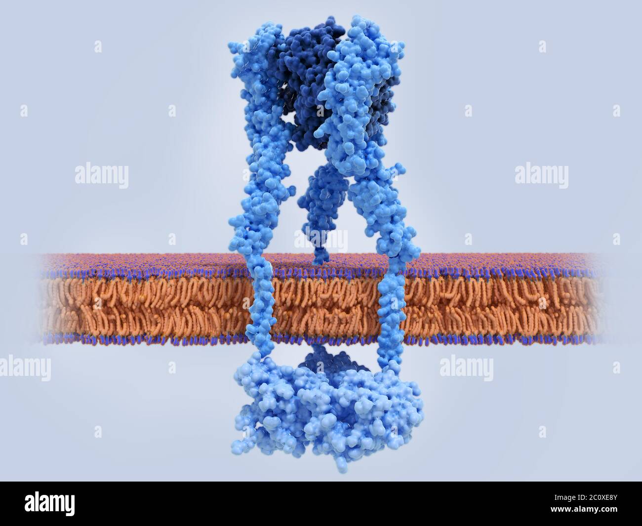 Molekulares Modell eines Tumornekrosefaktor-Alpha (TNF-alpha) Moleküls (dunkelblau), gebunden an monomere Tumornekrosefaktor-Rezeptoren (hellblau) in Stockfoto