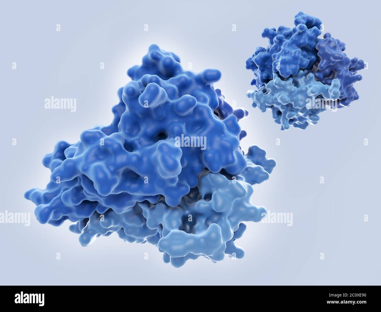 Tumornekrose-Faktor-Alpha (TNF-alpha), molekulares Modell. Dieses Protein existiert in der Regel als Trimer (ein Molekül, das aus 3 identischen kleineren Molekülen besteht). Es wird von weißen Blutkörperchen, meist Makrophagen, während entzündlichen Immunantworten freigesetzt und wirkt als Signalmolekül. Seine Freisetzung wird durch Verletzungen oder bakterielle Endotoxine ausgelöst. Eine ihrer Aktionen ist es, Tumorzellen zu töten, daher sein Name. TNF-alpha ist auch an einer Reihe von entzündlichen Erkrankungen beteiligt, darunter rheumatoide Arthritis, Psoriasis und Morbus Crohn. Stockfoto