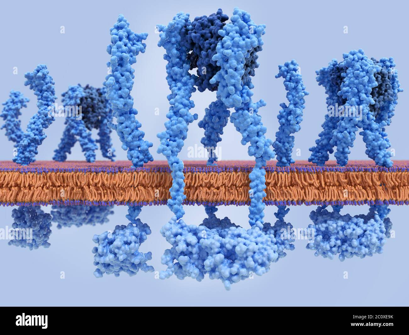 Molekulares Modell von Tumornekrosefaktor-Alpha (TNF-alpha) Molekülen (dunkelblau), gebunden an monomere Tumornekrosefaktor-Rezeptoren (hellblau) in Stockfoto