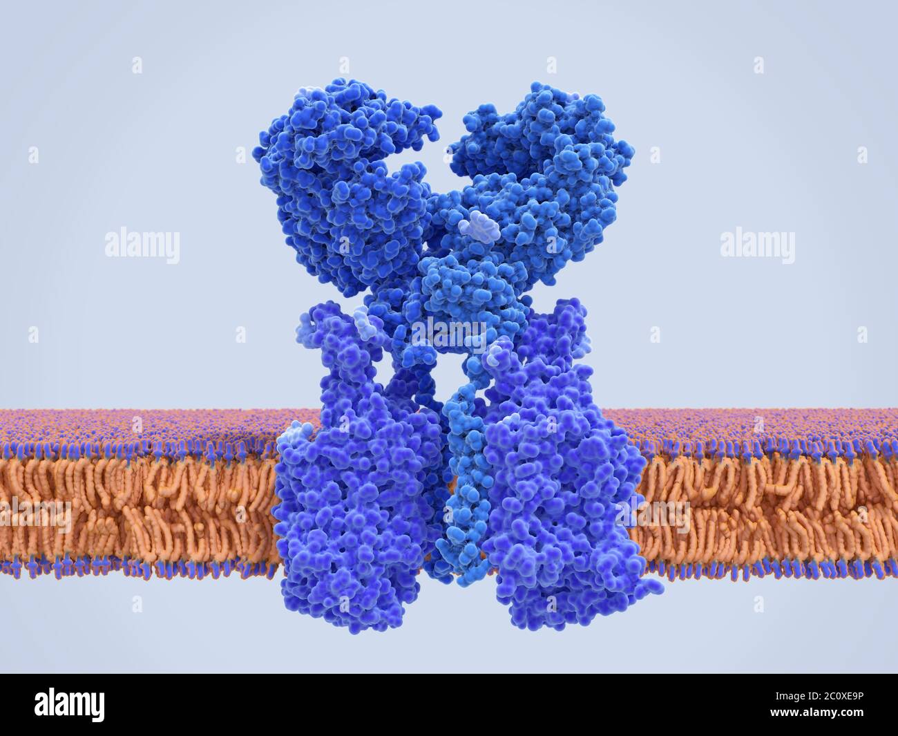 Molekulares Modell eines Angiotensin-konvertierenden Enzyms 2 (ACE2, blau) in einem Komplex mit dem breiten neutralen Aminosäuretransporter (BOOT 1, violett) in einer Zellmembran. ACE2 ist an der Blutdruckkontrolle beteiligt. BOAT1 vermittelt die Aufnahme neutraler Aminosäuren in Darmzellen. Diese Funktion wird durch ACE2 erleichtert, obwohl der Mechanismus nicht verstanden wird. ACE2 ist auch der Rezeptor, an den das neue Coronavirus SARS-CoV-2, die Ursache von Covid-19, bindet, um menschliche Zellen zu infizieren. Das Verständnis seiner Wechselwirkungen kann helfen, Medikamente zur Behandlung von Covid-19 zu finden. Stockfoto