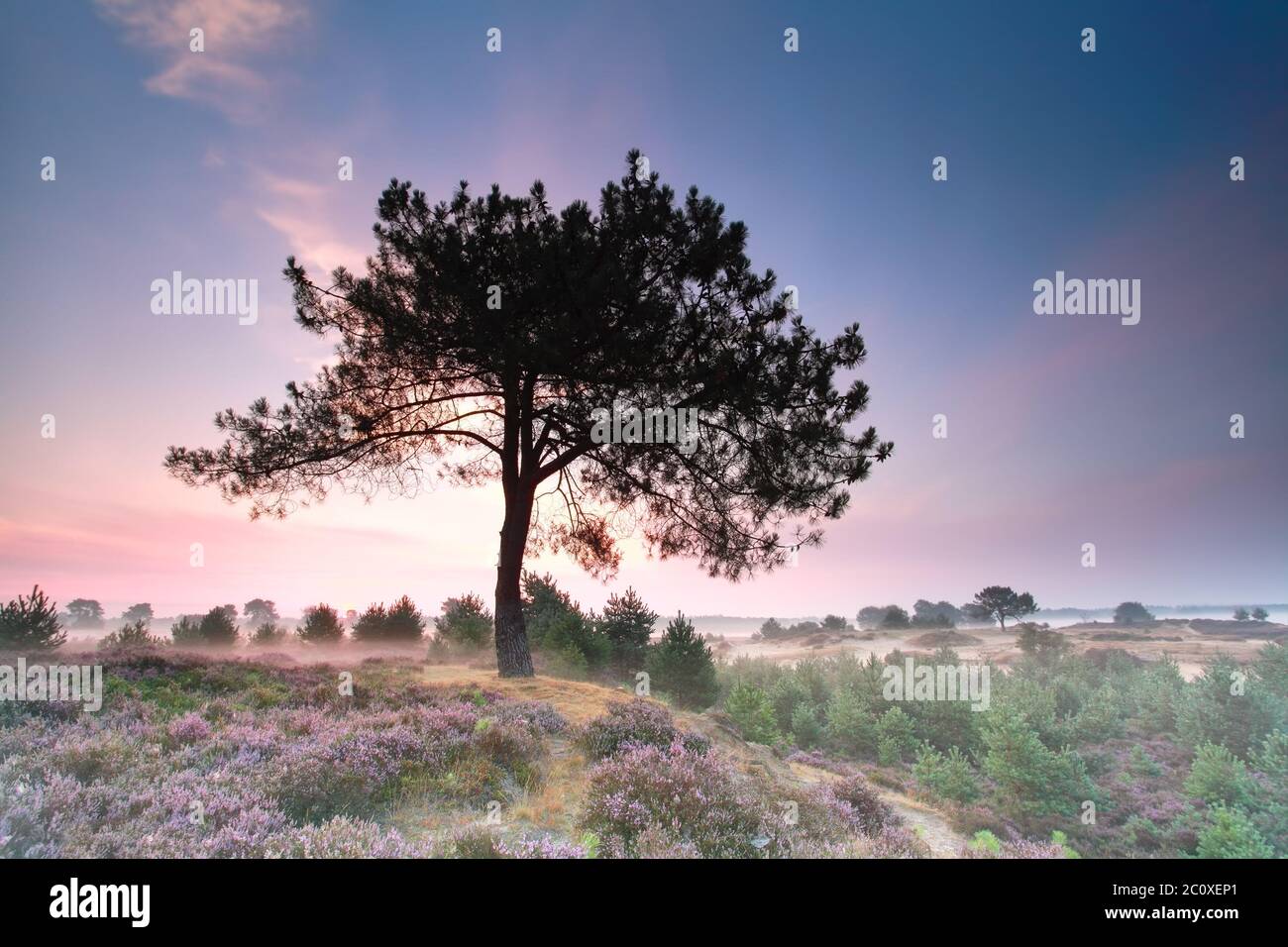 Kiefer auf einem Hügel mit blühender Heide bei Sonnenaufgang Stockfoto