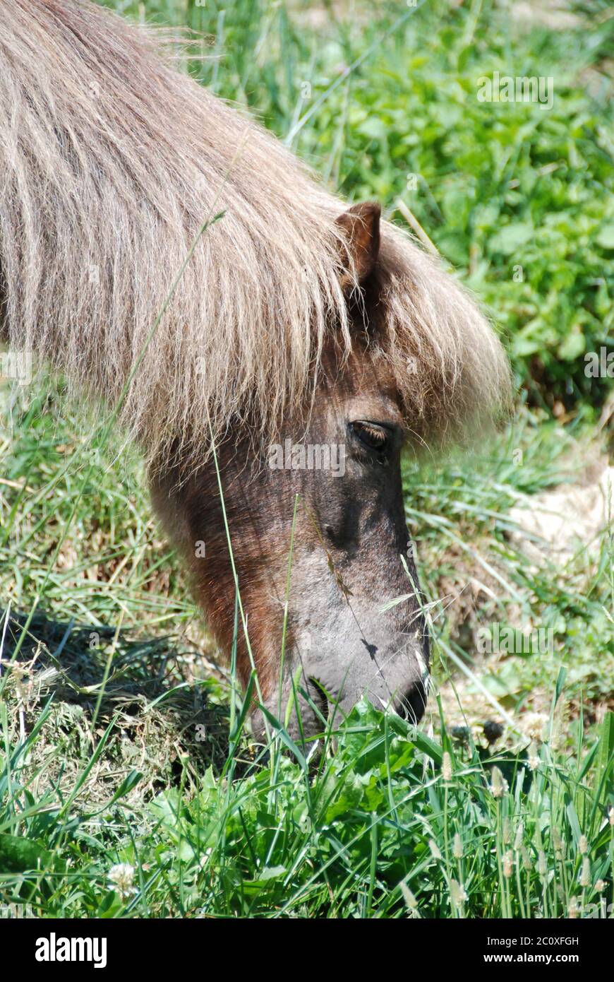 Ein Spotted Pony frisst Gras in einer Wiese Stockfoto
