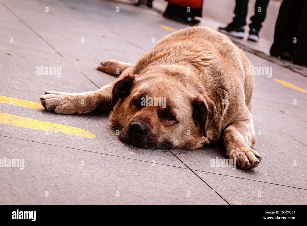 Ein ruhender Straßenhund, wenig fett, brauner Straßenhund liegt auf dem Bürgersteig. Stockfoto