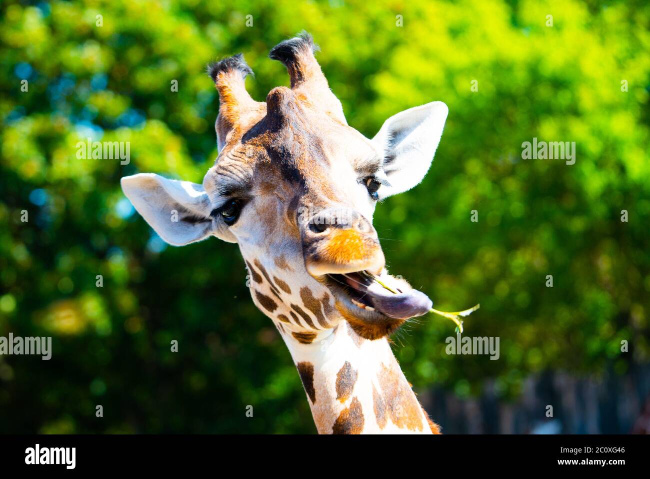 Porträt einer Giraffe mit langer Zunge, die einen kleinen Zweig aus dem Baum kaut. Stockfoto