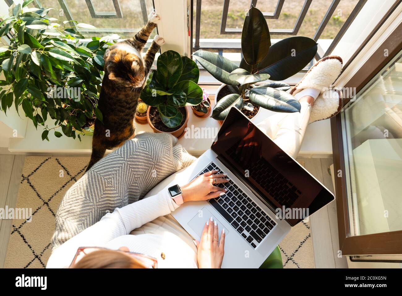 Frau sitzt auf dem Sessel und setzt die Füße auf die Fensterbank, arbeitet auf Laptop zu Hause während der Selbstisolation, Katze in der Nähe will Aufmerksamkeit und zu sein Stockfoto