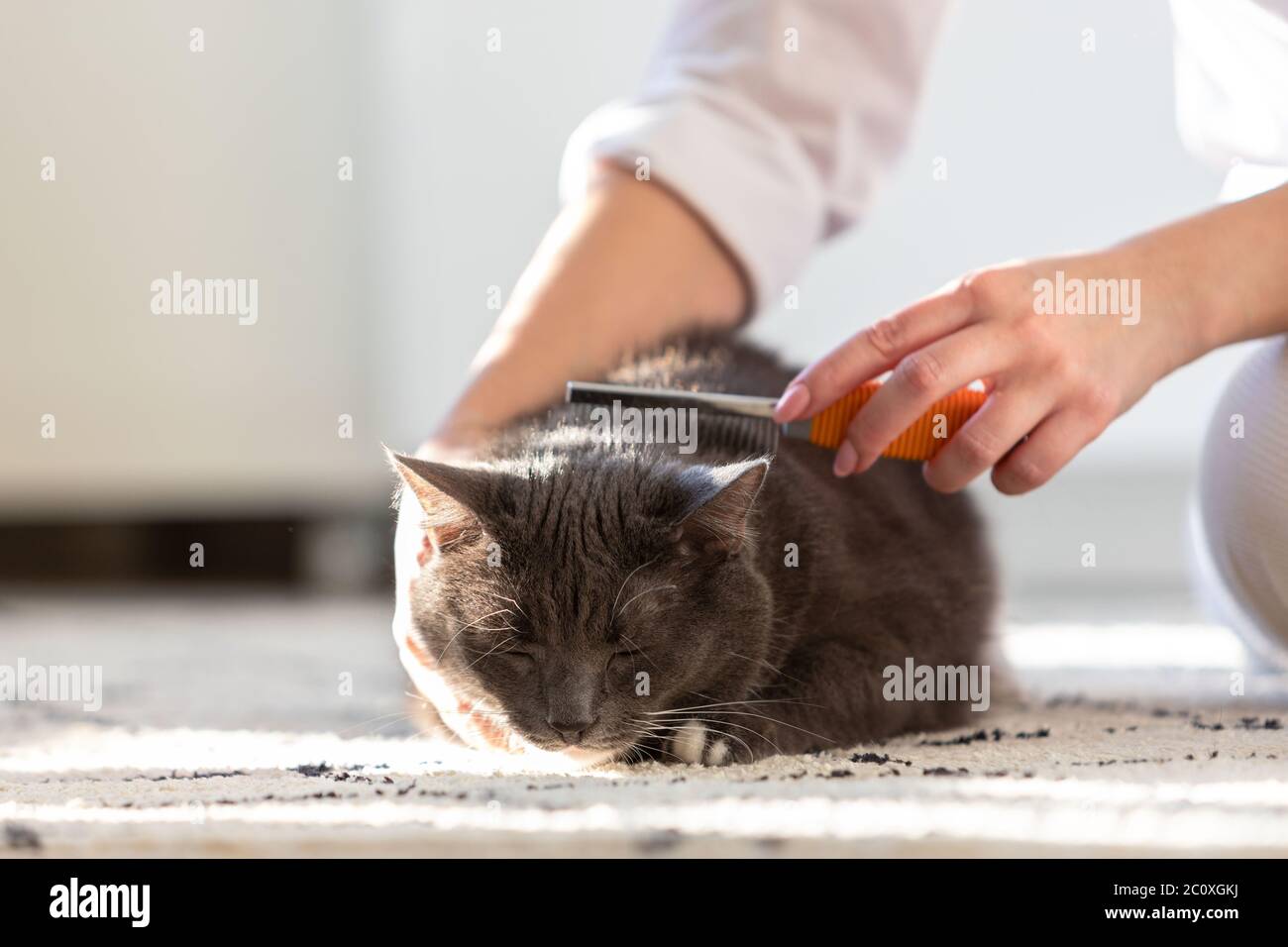 Frau Besitzer kämmen, kratzen ihre flauschige schwarze Katze, Nahaufnahme. Stockfoto