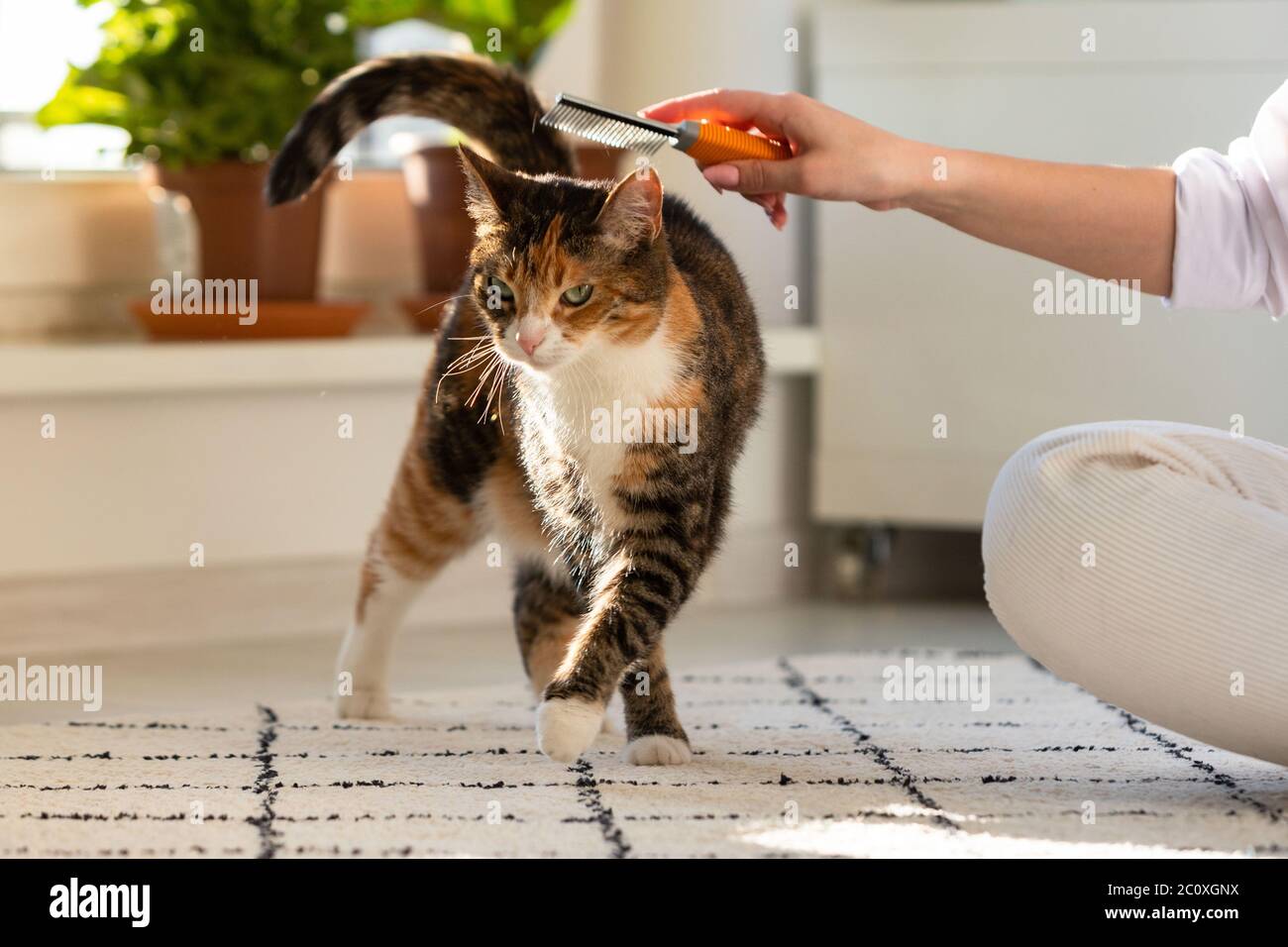 Frau Besitzerin kämmend, kratzend ihre Katze. Stockfoto