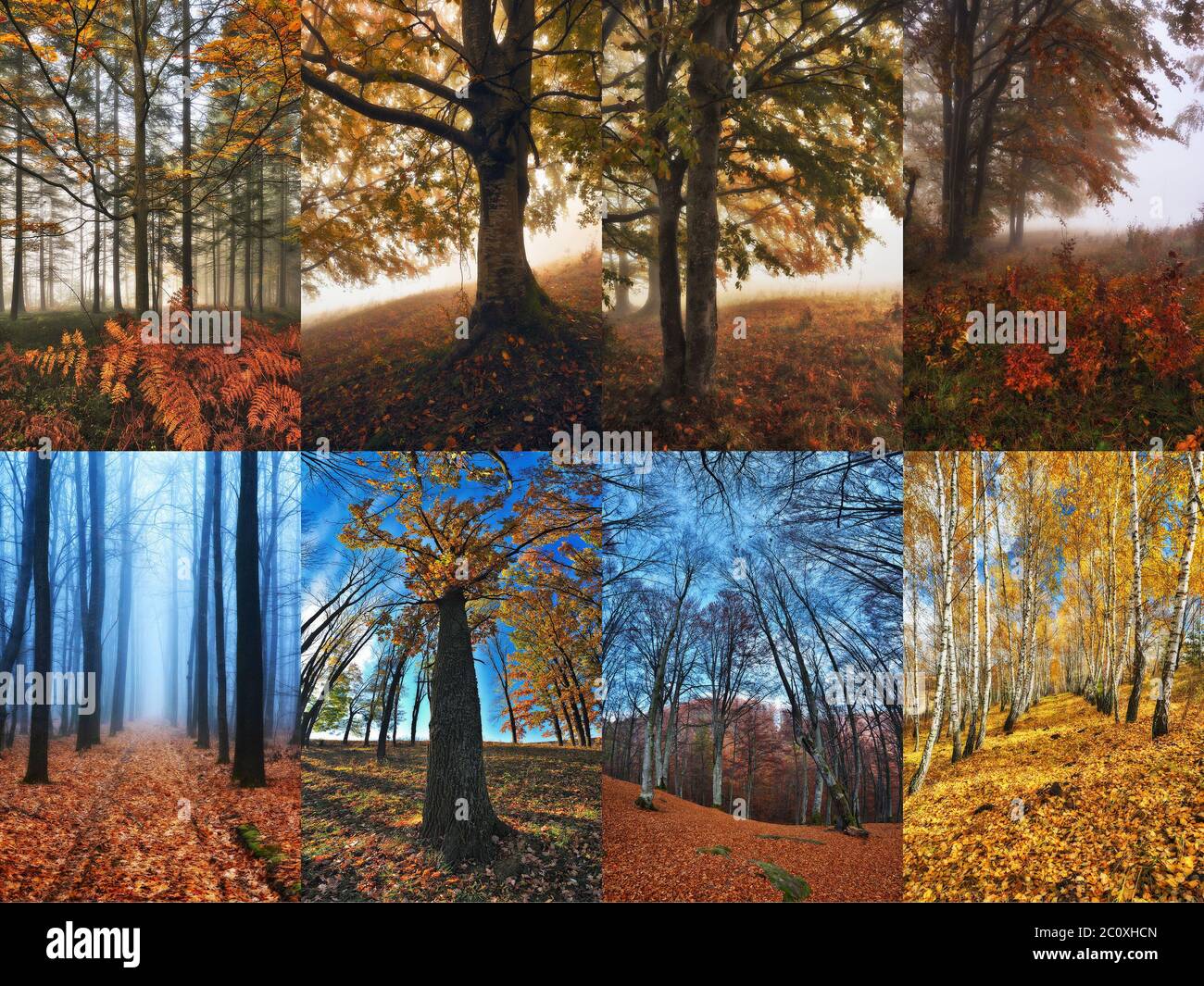 Collage aus Nebelwald. Autumn Forest Fotosammlung Stockfoto
