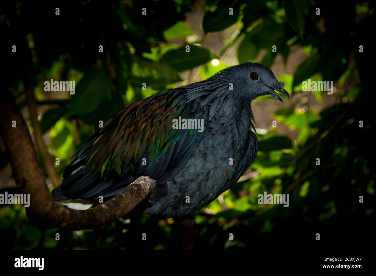 Nahaufnahme der exotischen Nicobar Pigeon, Caloenas nicobarica, umgeben von seinem tropischen Regenwald Habitat in Kuranda, Queensland, Australien. Stockfoto