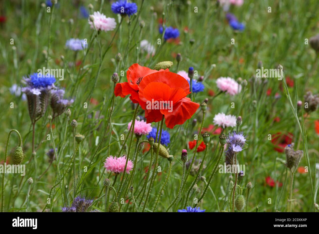 Mohnblume auf einem Feld Stockfoto