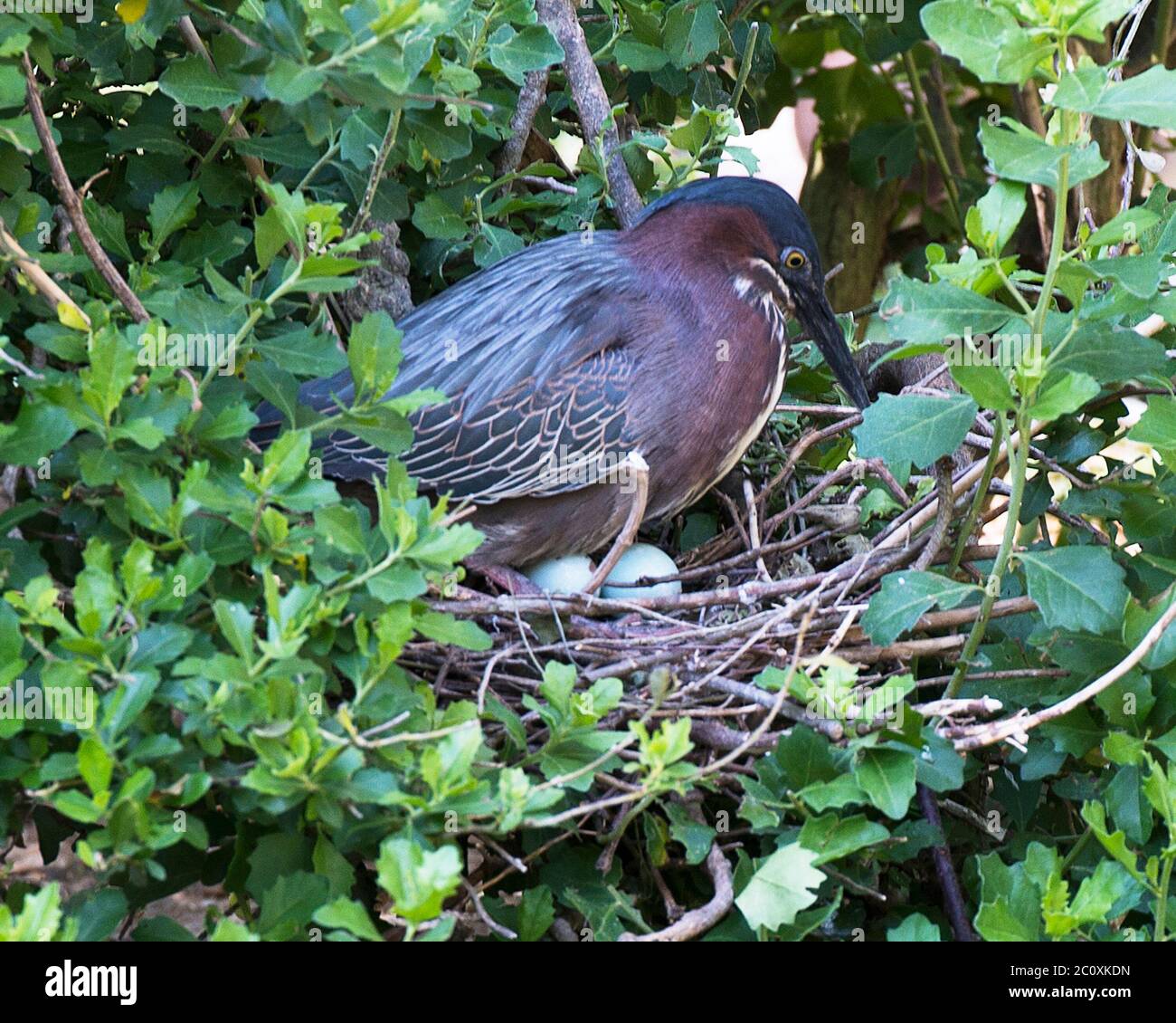 Grüner Reiher Vogel mit Eiern auf dem Nest mit Hintergrund und Vordergrundbelaub mit Eiern, grün blauen Federn Gefieder, Schnabel, in seiner Umgebung. Stockfoto