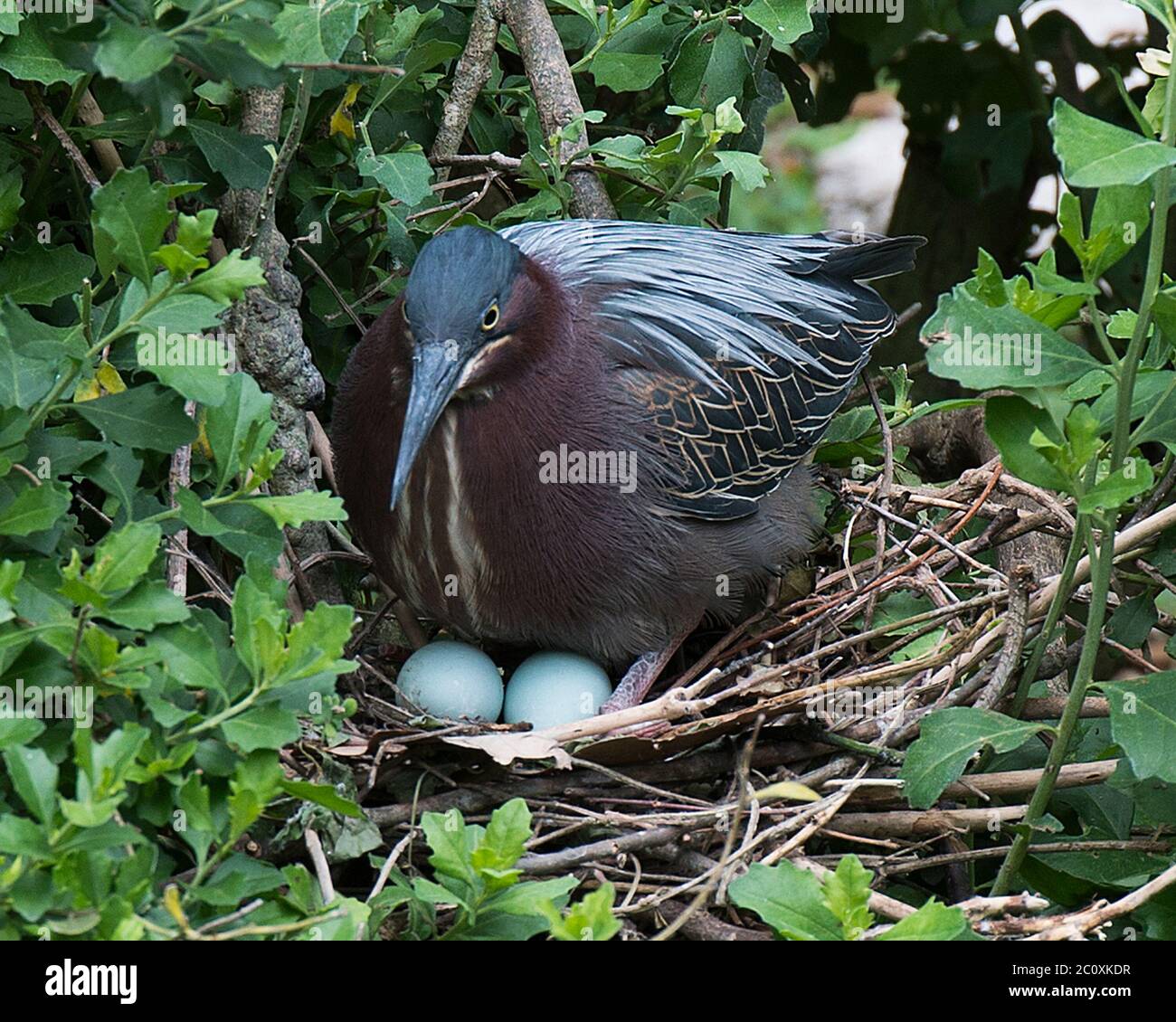 Grünreiher-Vogel Nahaufnahme Profilansicht auf dem Nest mit Eiern, die seine blauen Federn, Kopf, Auge, Schnabel, Gefieder, Füße, Flügel in seiner Umgebung freilegen. Stockfoto