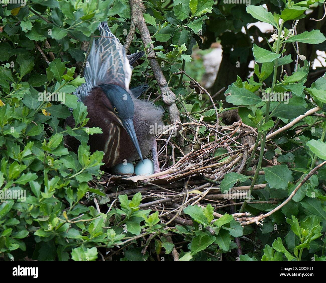 Grüner Reiher Vogel Nahaufnahme auf dem Nest mit Eiern mit Vorder- und Hintergrund von Laub in seiner Umgebung und Umgebung. Stockfoto