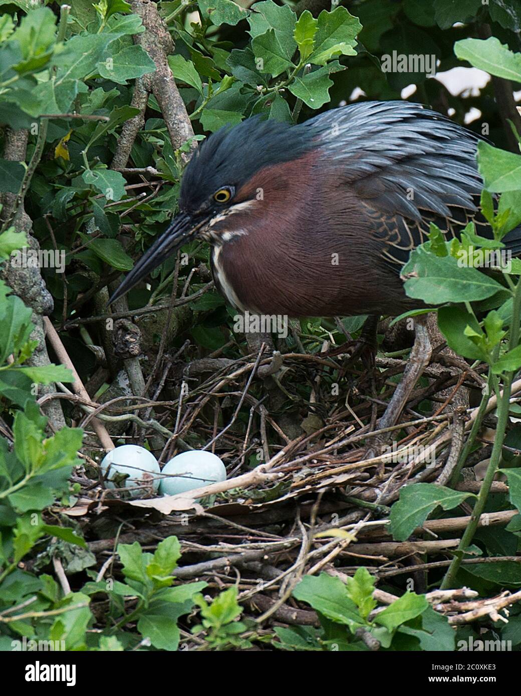 Grüner Reiher Vogel mit Eiern auf dem Nest mit Hintergrund und Vordergrund Laub mit Eiern, grün blauen Federn Gefieder, Schnabel, Auge. Stockfoto