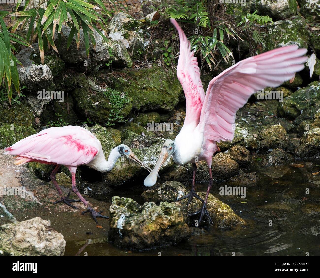 Rotwild Spoon Vögel stehen auf Moosfelsen am Wasser mit ausgebreiteten Flügeln und einem Hintergrund genießen ihre Umgebung und Umgebung. Stockfoto