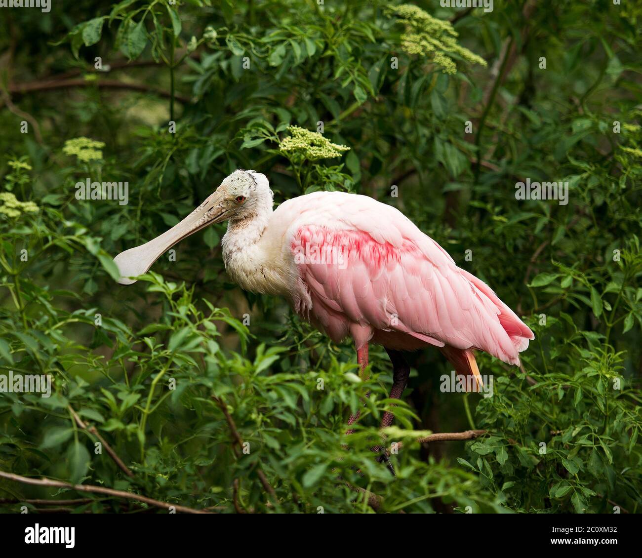 Rotschnabel Spoon Vogel auf Baum Zweig mit einem grünen Hintergrund Reinigung seiner schönen bunten rosa Federn Gefieder in seiner Umgebung thront. Stockfoto