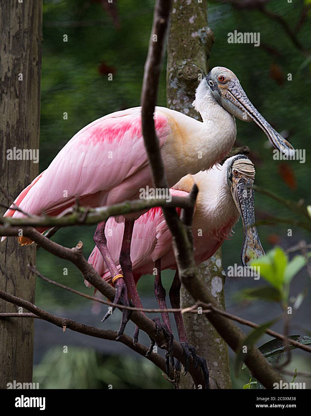 Rotschnabel Spoon Vogel Paar Nahaufnahme Profil Ansicht auf einem Baum Zweig mit verschwommenem Hintergrund zeigt rosa Federn Gefieder, lange Schnabel. Stockfoto