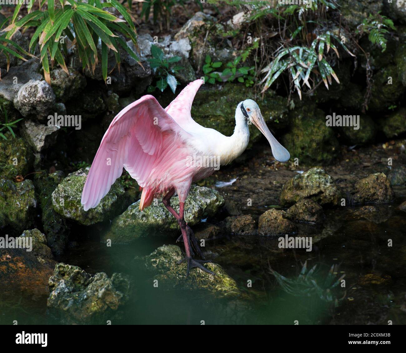 Roseate Spoon Vogel am Wasser auf einem Felsen mit Laub Hintergrund mit ausgebreiteten Flügeln mit einem in seiner Umgebung und Umgebung stehen. Wunderschön Stockfoto