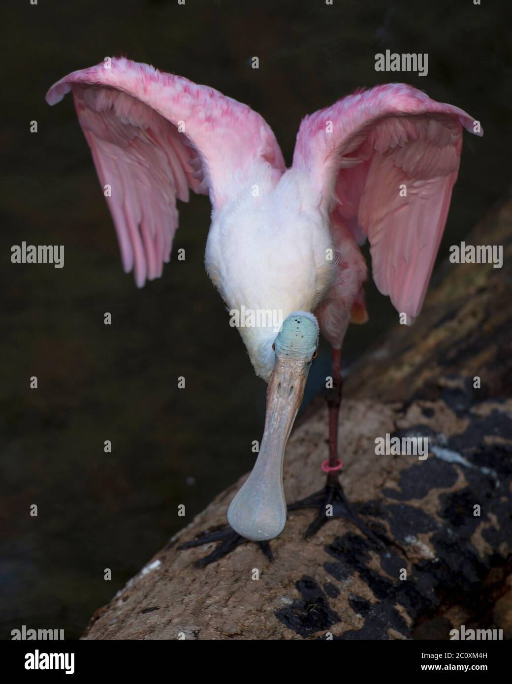 Rotschnabelvogel mit ausgebreiteten Flügeln in seiner Umgebung und Umgebung. Spreizung der Engelsflügel. Stockfoto