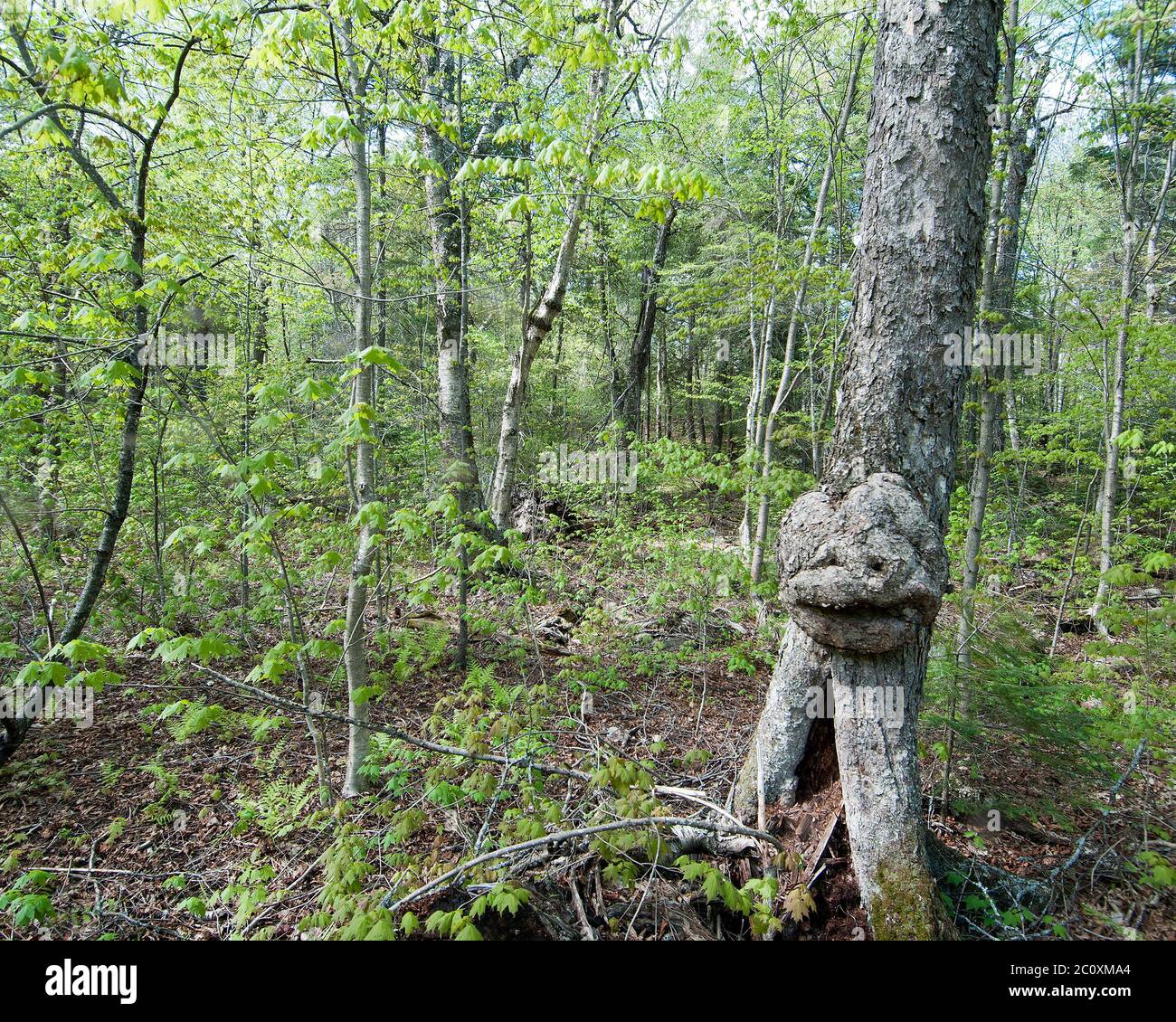 Baum mit einem Gesicht auf seinem Stamm im Wald mit immergrünen Hintergrund und Laub im Vordergrund. Erstaunliche Phänomene. Wunder. Seltenheit der Natur. Stockfoto