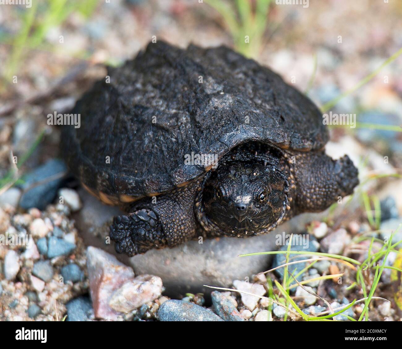 Schnappschildkröte Baby auf Kies mit einem Bokeh Hintergrund in seiner Umgebung und Umgebung sitzen. Stockfoto