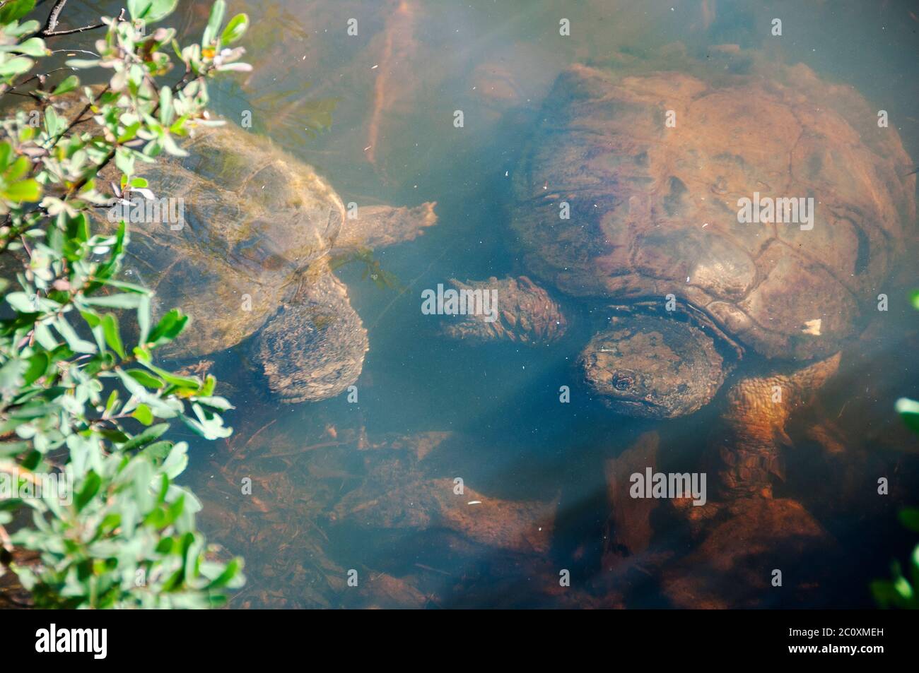 Schnappende Schildkröten im Wasser, die ihre Schildkrötenschale, Kopf, Auge, Nase, Pfoten mit Laub und Felsen am Grund des Flusses in seiner Umgebung zeigen Stockfoto