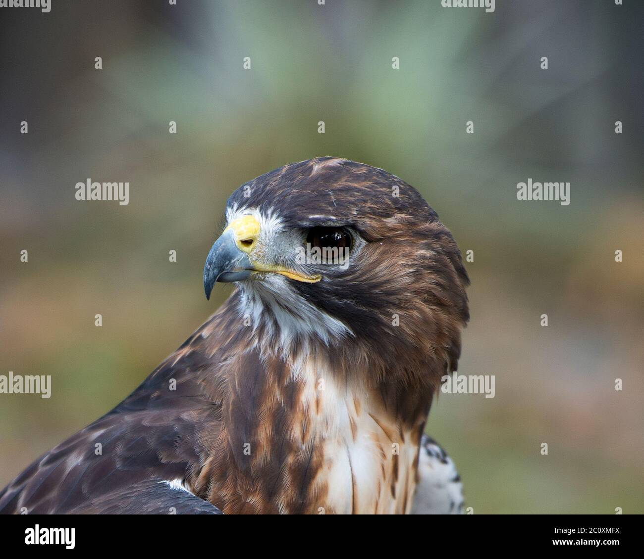 Hawk Vogelkopf Nahaufnahme zeigt Kopf, Auge, Schnabel, Gefieder mit einem unscharfen Hintergrund in seiner Umgebung und Umgebung. Stockfoto