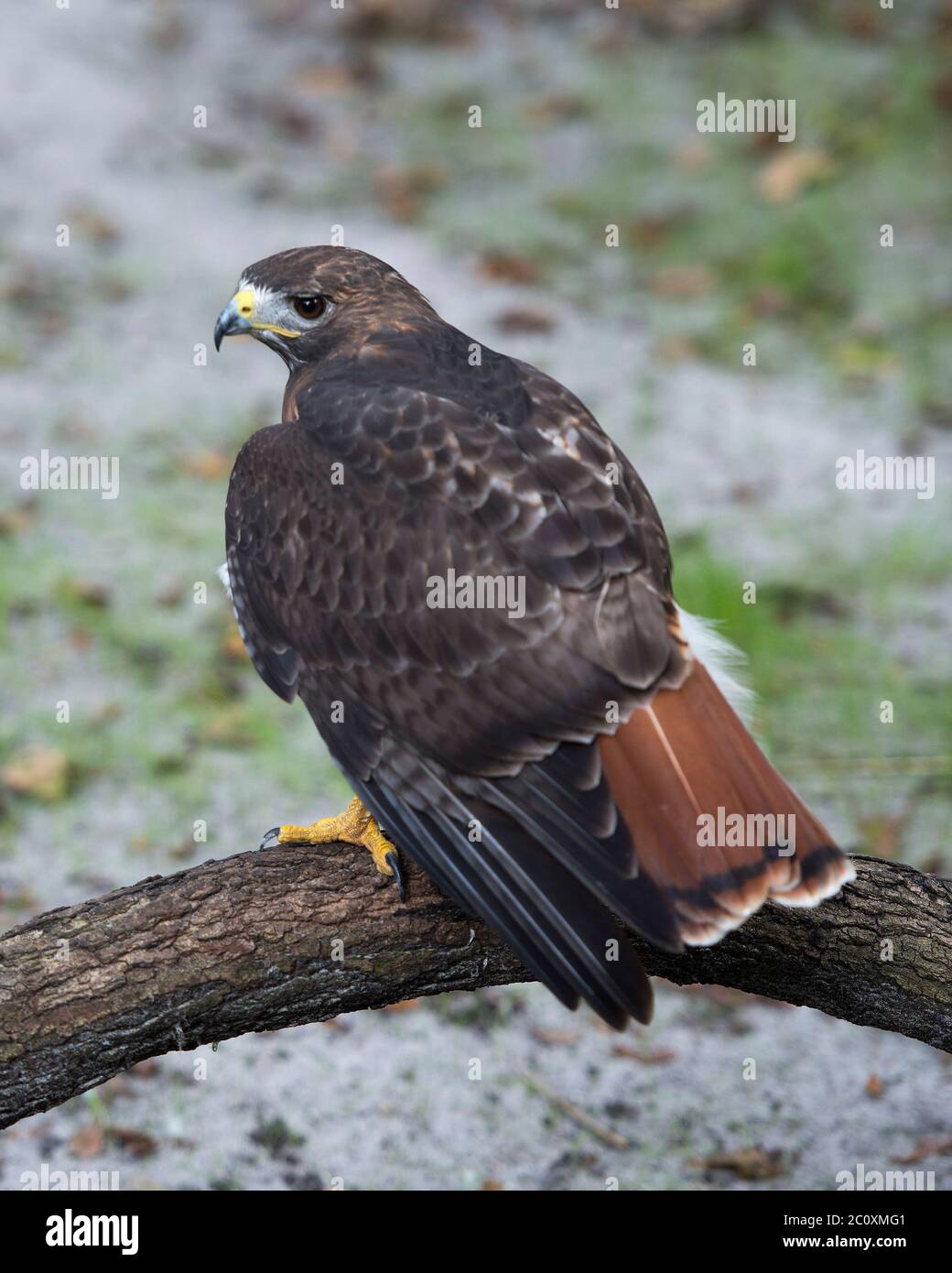 Hawk Vogel thront mit braunen Federn Gefieder, hinten roten Schwanz, Kopf, Auge, Schnabel, Füße, Gefieder mit einem verschwommenen Hintergrund in seiner Umgebung. Stockfoto