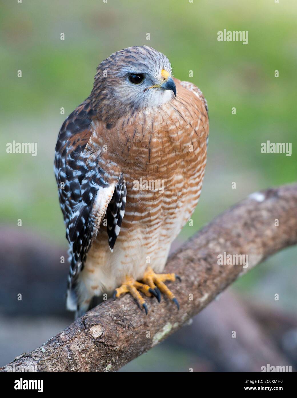 Hawk Vogel Nahaufnahme Profil Blick auf einem Baum Zweig mit Federn, Krallen, Schnabel, Auge in seiner Umgebung und Umgebung thront. Stockfoto