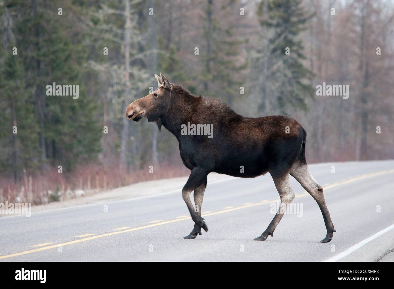 Elchtiere, die in der Wintersaison die Autobahn überqueren, mit einem Bokeh-Hintergrund in seiner Umgebung und Umgebung. Stockfoto