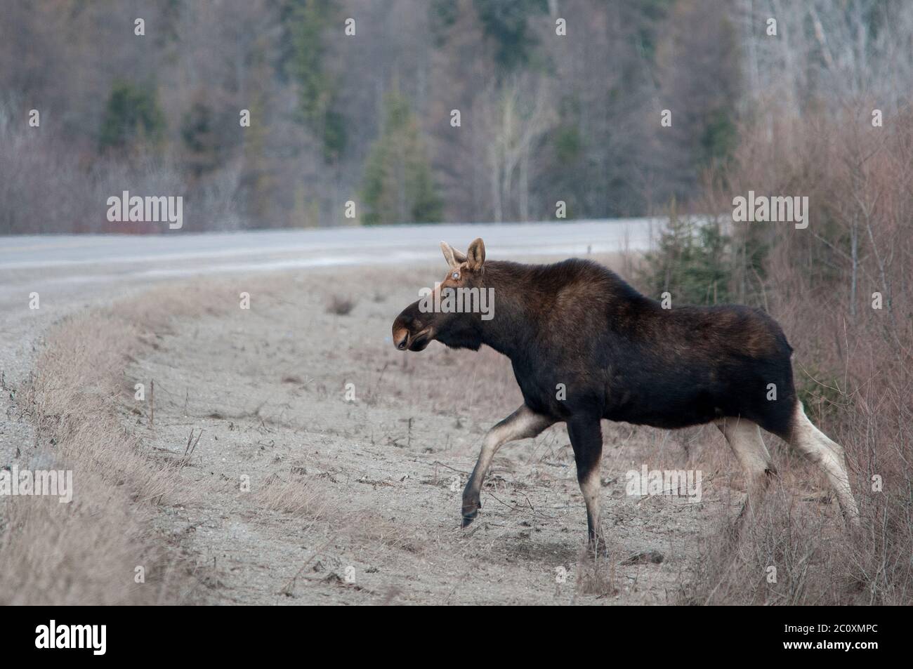 Elchtiere, die in der Wintersaison die Autobahn überqueren, mit einem Bokeh-Hintergrund in seiner Umgebung und Umgebung. Stockfoto