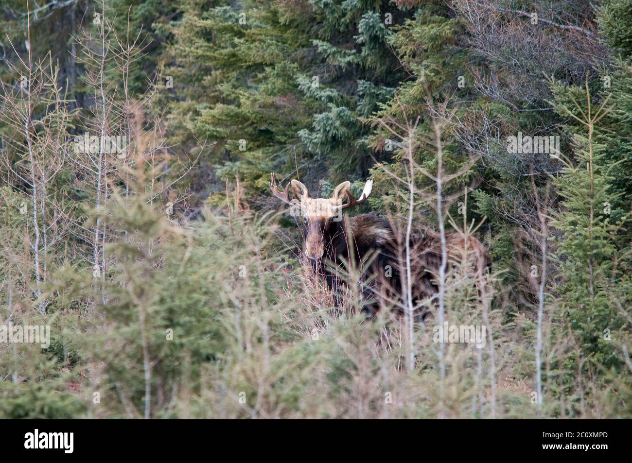 Elche in der Umgebung. Stockfoto