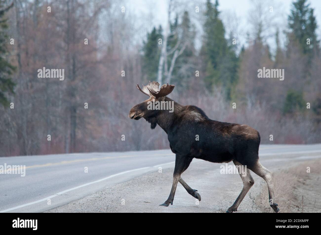 Elchtiere überqueren die Autobahn in der Wintersaison mit Straße, Bäumen, Himmel Hintergrund in seiner Umgebung und Umgebung. Stockfoto