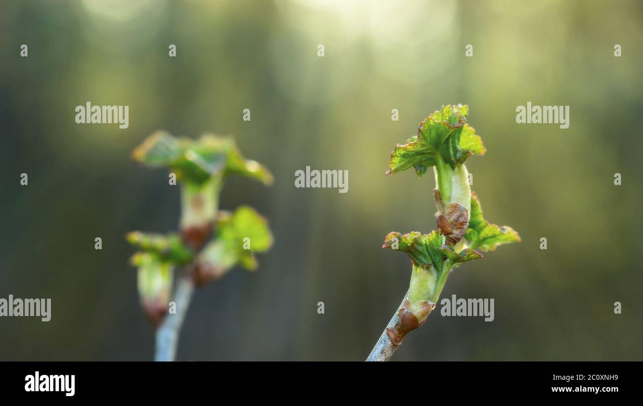 Beginn eines neuen Lebens, blühende Knospen und Blätter auf einem Busch der Johannisbeere Stockfoto
