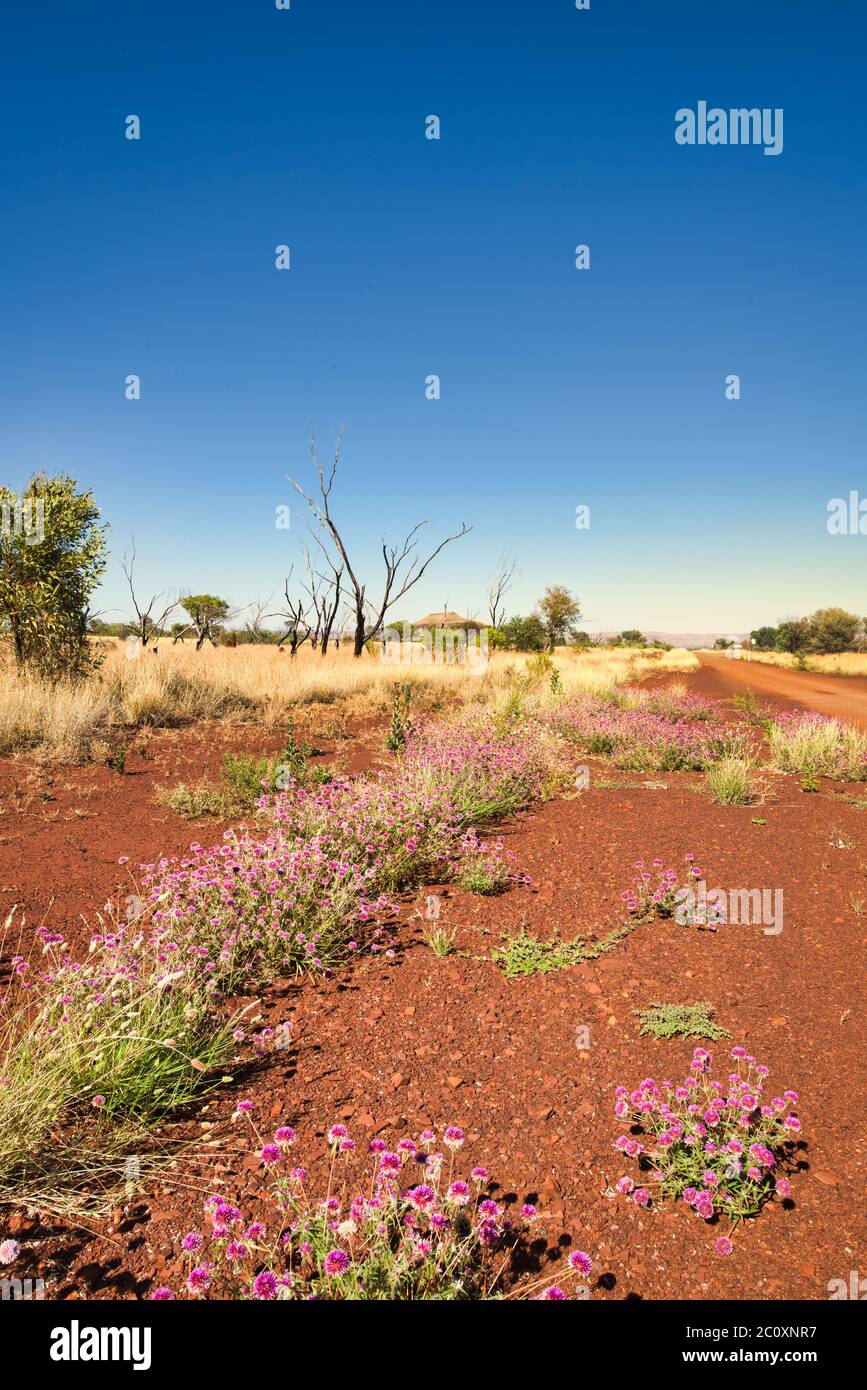 Niedrige Perspektive der Junggesellen Knopfblumen auf den ikonischen roten Steinen und offenen blauen Himmel der Pilbara in Western Australia. Stockfoto