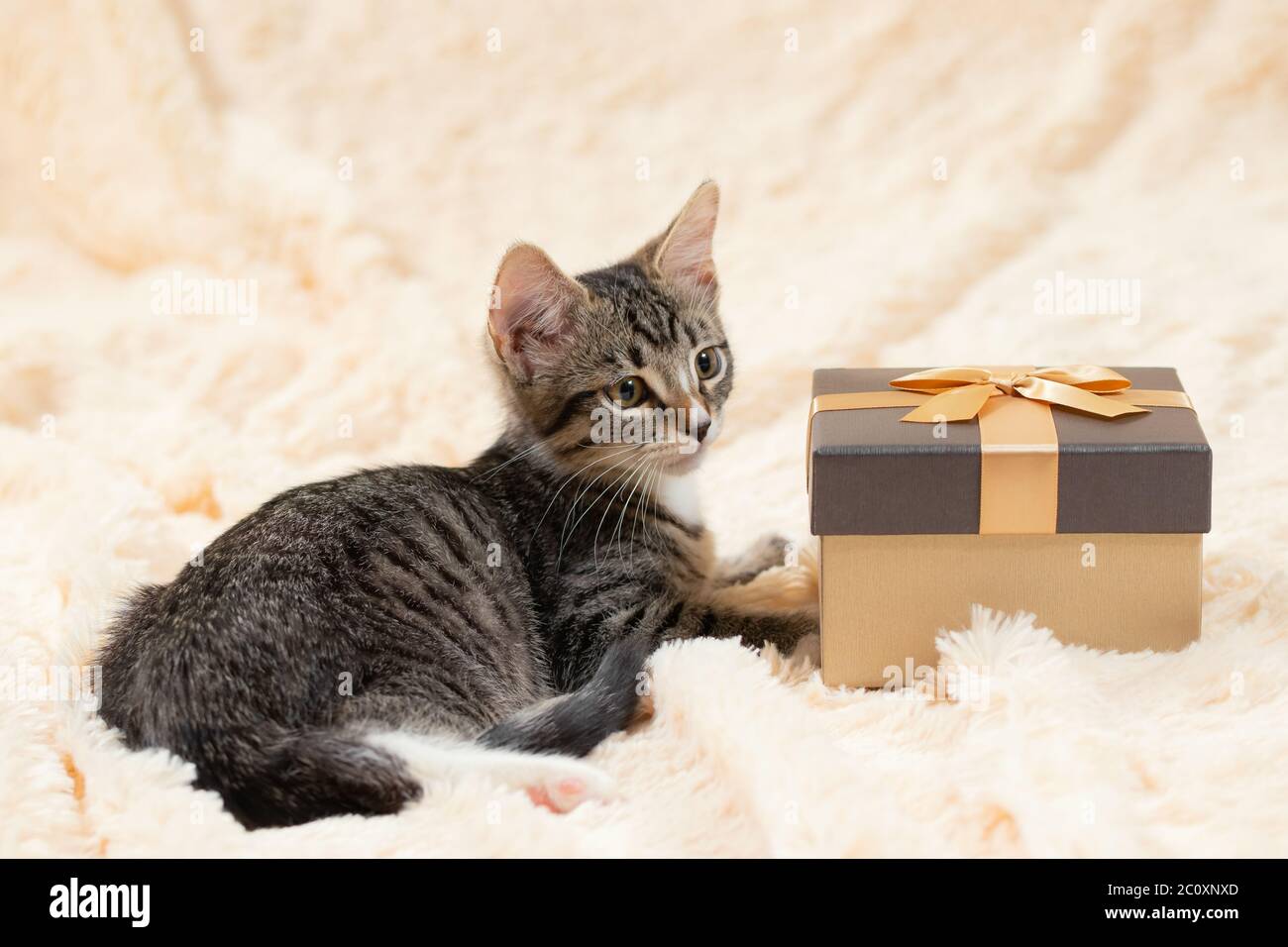 Niedliches graues Kätzchen tabby liegt auf einer cremefarbenen Felldecke neben einer goldenen Geschenkbox. Stockfoto Niedliches graues Kätzchen tabby liegt auf einer cremefarbenen Felldecke neben einer goldenen Geschenkbox. Stockfoto