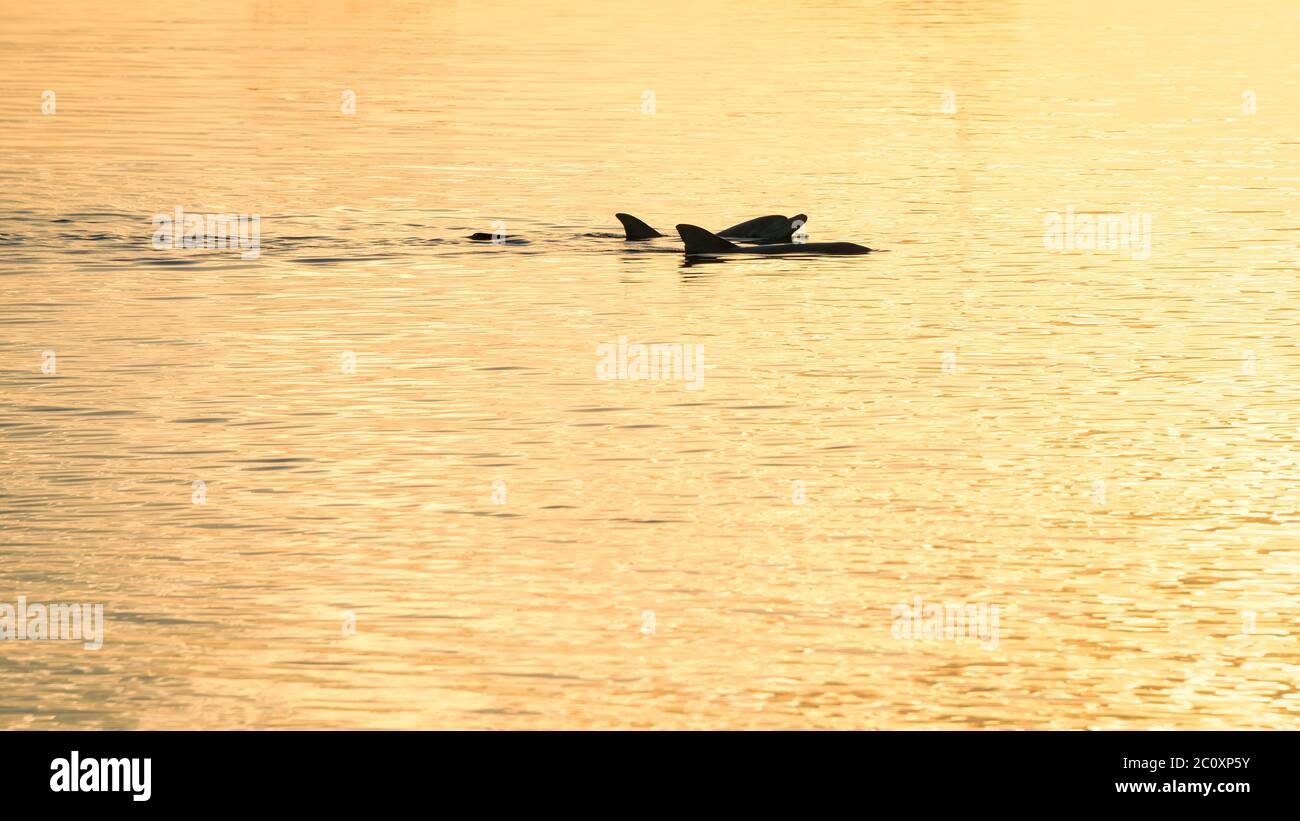 Goldener Sonnenuntergang, als wilde Delfine nach der Fütterung im beliebten Monkey Mia's Conservancy in Western Australia wieder ins Meer ziehen. Stockfoto