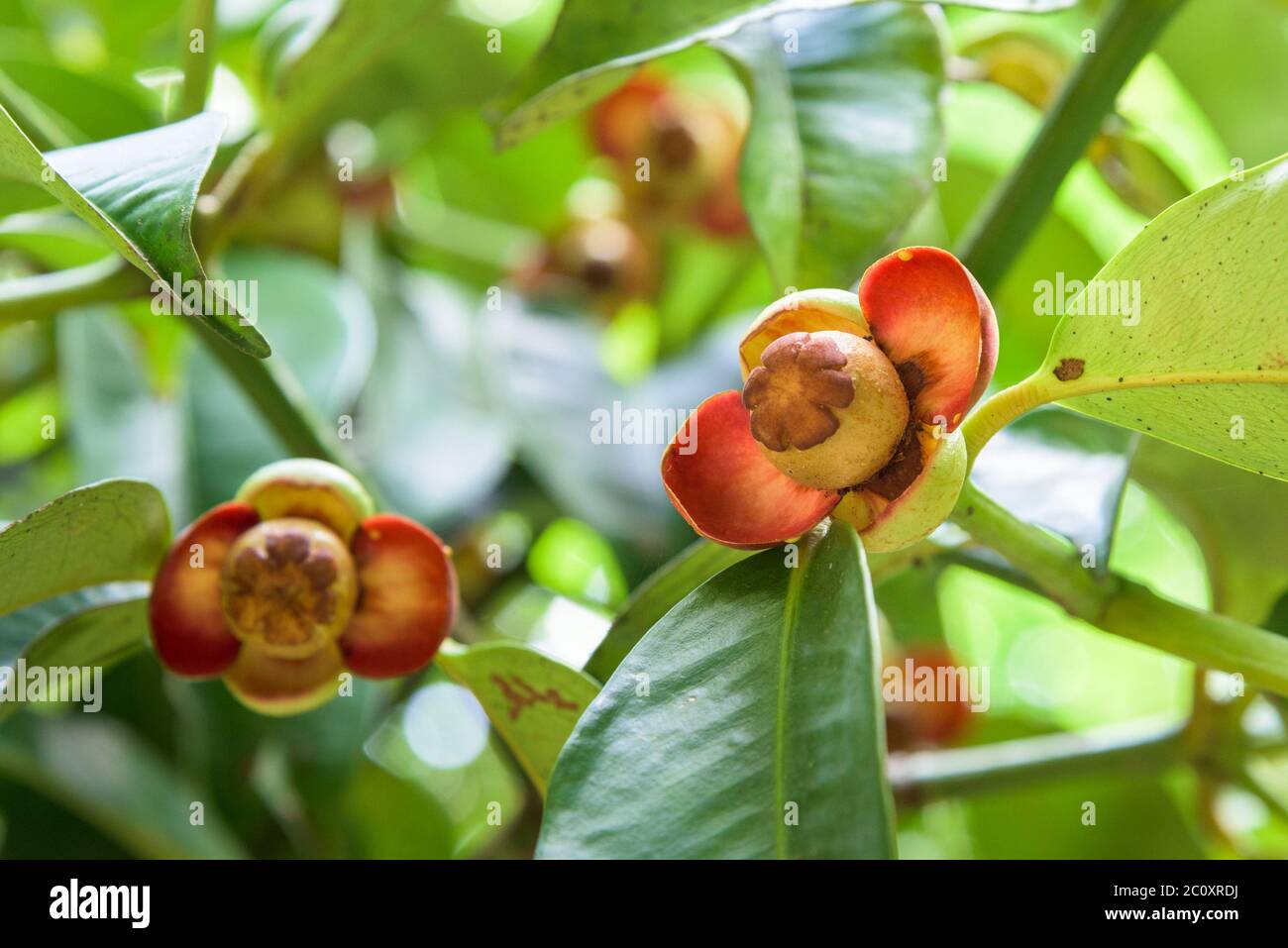 Weiche Frucht der mangosteen Stockfoto