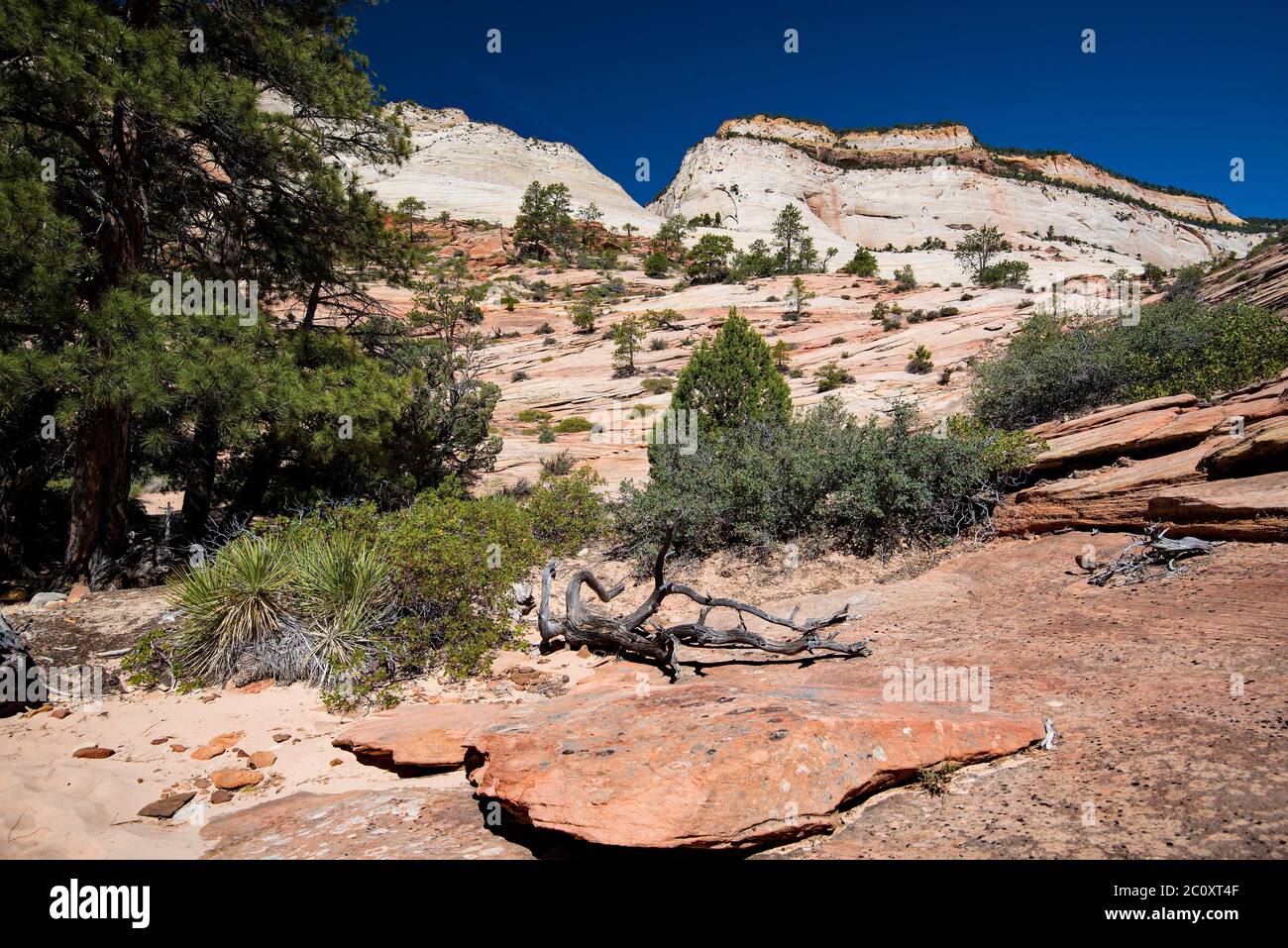 Landschaftlich schöne Bilder des Zions National Park vom Highway 9. Der Park ist in zwei Hauptbereiche unterteilt: Die landschaftlich reizvolle Schleife und Highway 9. Jede Gegend ist wunderschön. Stockfoto