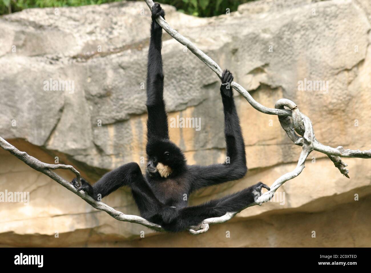 Schwarzer Gibbon Stockfoto