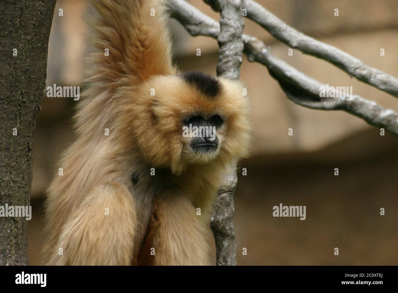Blonde Gibbon Stockfoto