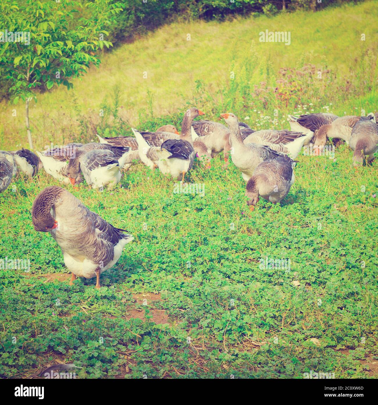 Gänse Stockfoto Gänse Stockfoto