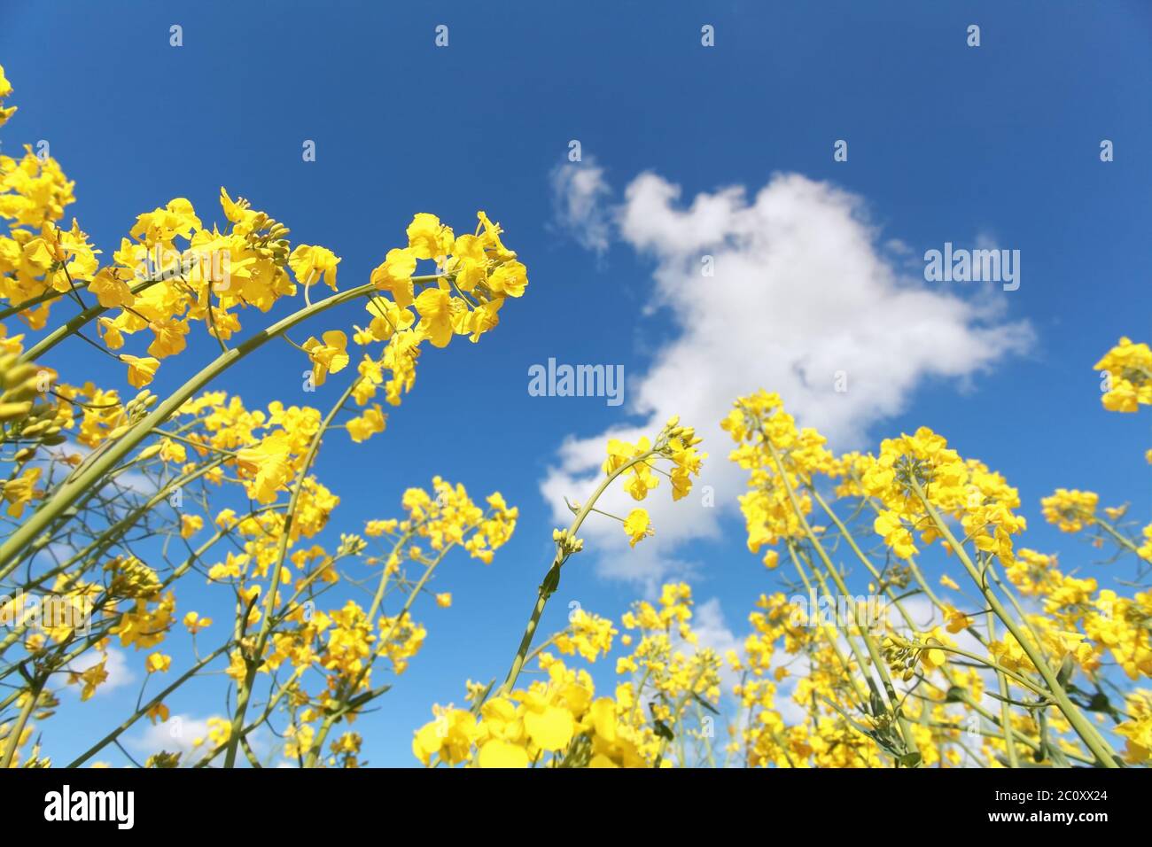 Rapsblüte über blauem Himmel Stockfoto