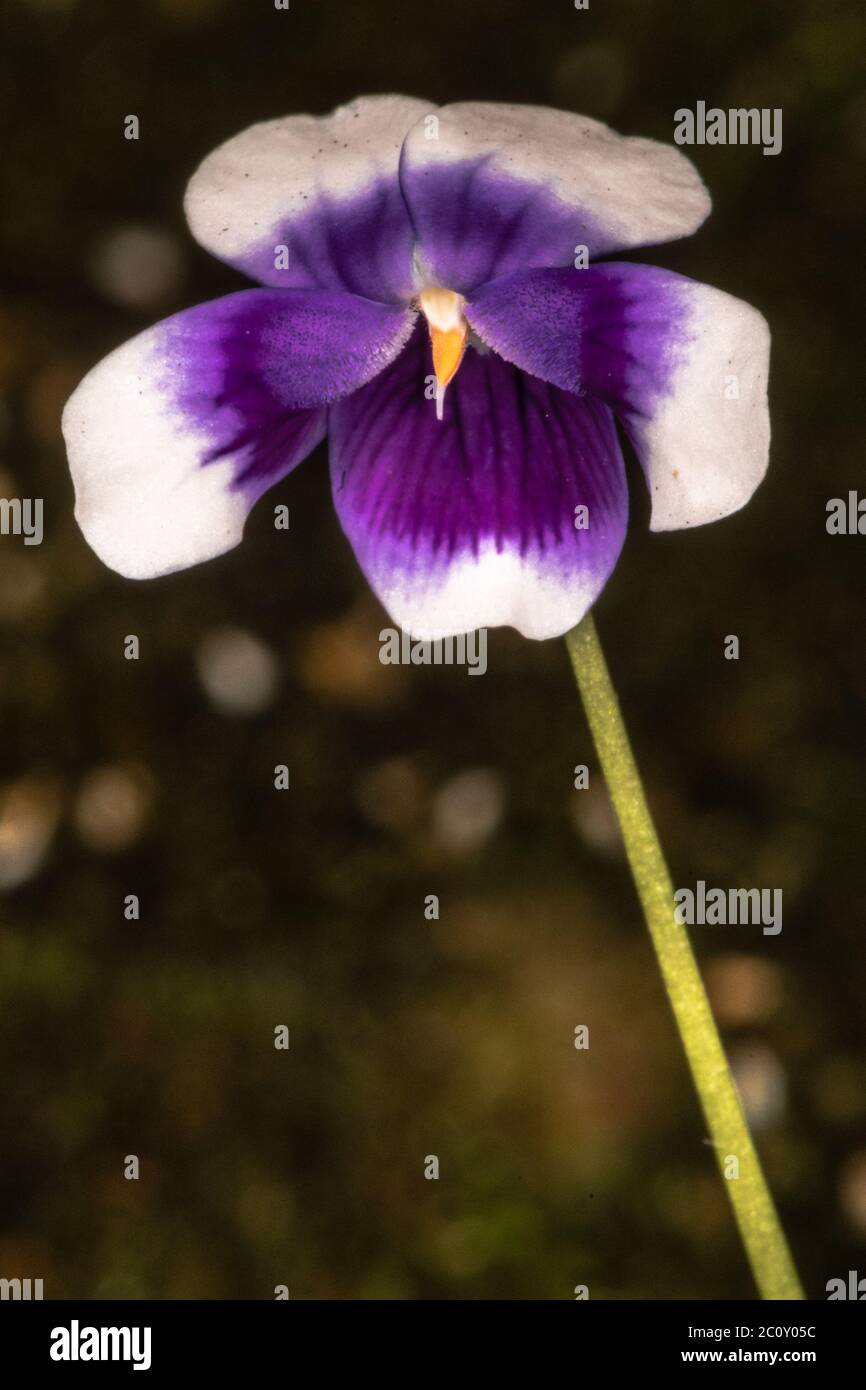 Australisches Violett (Viola hederacea) Stockfoto