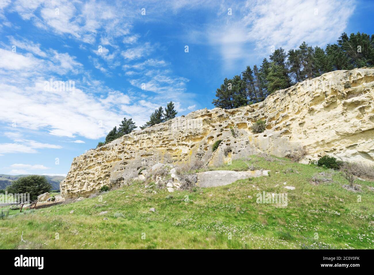 Weide im Sommer Tag in Neuseeland Stockfoto