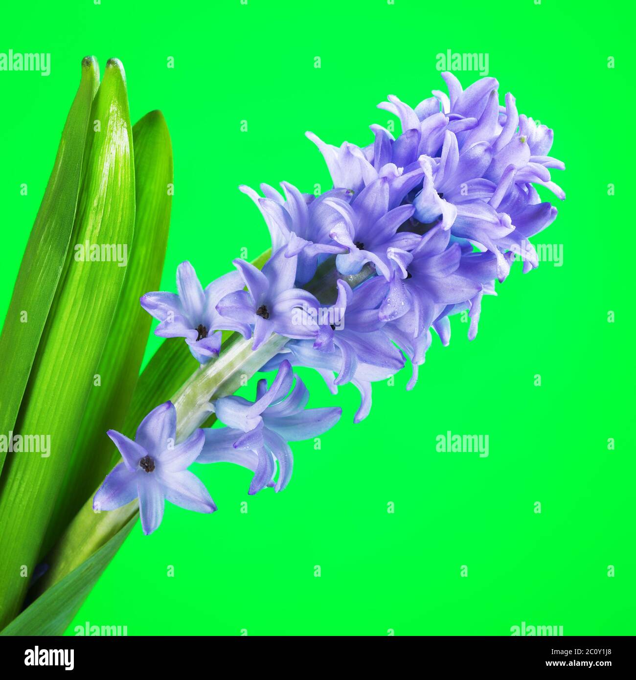Blaue Hyazinthe Blume Stockfoto
