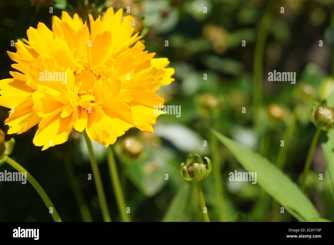 Nahaufnahme einer gelben Blume, dunkler Hintergrund magisches Grün Stockfoto