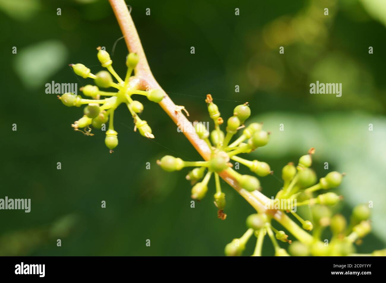 Nahaufnahme einer gelben Blume, dunkler Hintergrund magisches Grün Stockfoto