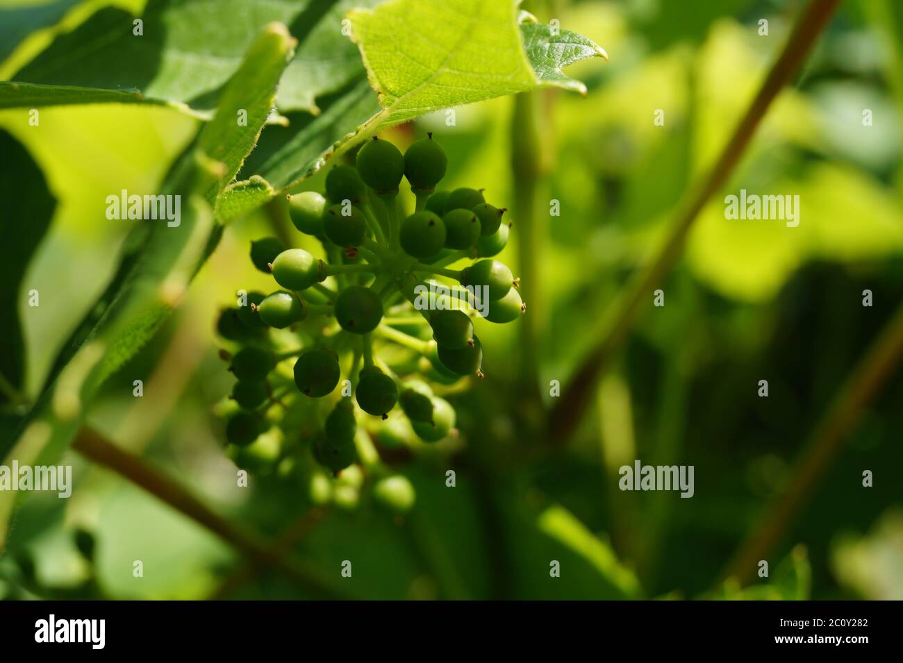 Nahaufnahme einer Traubenblume, dunkler Hintergrund magisches Grün Stockfoto